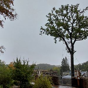 Vadtha ni - Gibbon exhibit