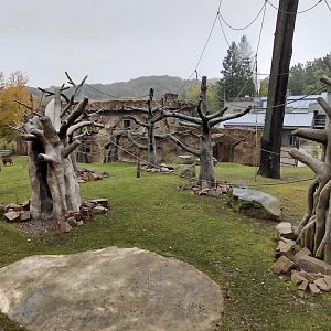 Vadtha ni - Gibbon exhibit