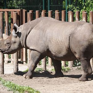 Eastern black rhinoceros (Diceros bicornis michaeli), 2025-04-30