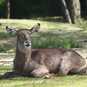 Ellipsen waterbuck (Kobus ellipsiprymnus ellipsiprymnus), 2025-04-30