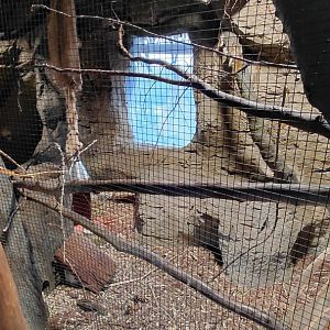 Vadtha ni - Squirrel exhibit