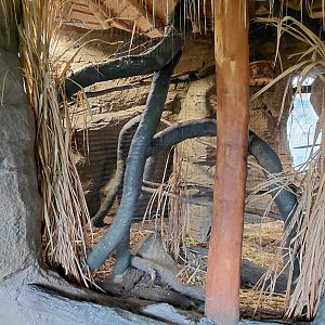 Vadtha ni - Squirrel exhibit