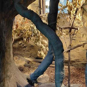Vadtha ni - Hill partridge exhibit