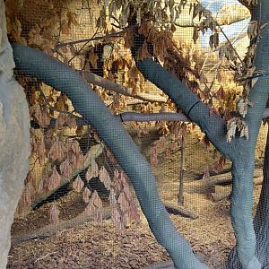 Vadtha ni - Hill partridge exhibit