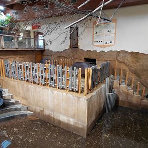 Hippo indoor exhibit