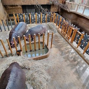 Hippo indoor exhibit