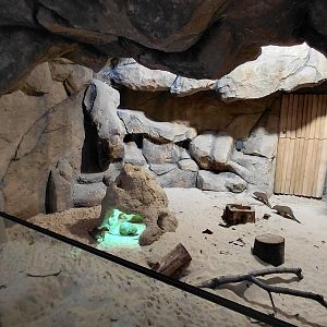 Mongoose + porcupine exhibit