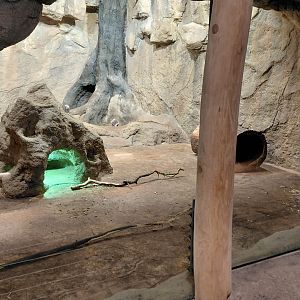 Mongoose + porcupine exhibit