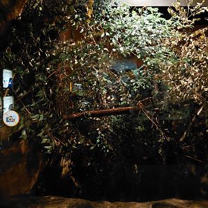 Garnett's galago exhibit