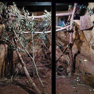 Hyrax + porcupine exhibit