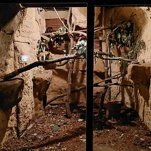 Western tree hyrax exhibit