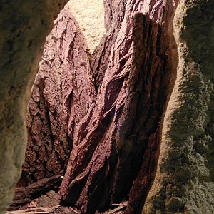 African whip spider exhibit