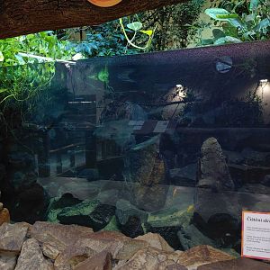 Tanganyika aquarium