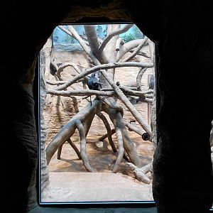 Wanderu - Indoor macaque exhibit