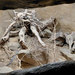 Wanderu - sand boa exhibit