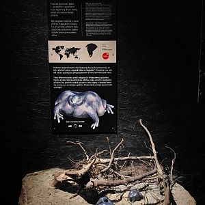 Wanderu - Purple frog educational site