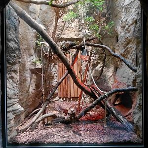 Wanderu - Indoor treeshrew exhibit