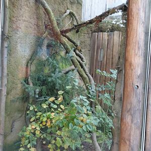 Wanderu - Outdoor treeshrew exhibit