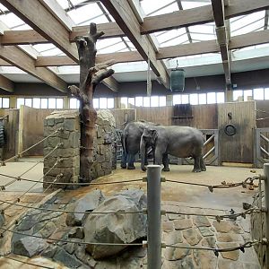 Asian elephant indoor exhibit