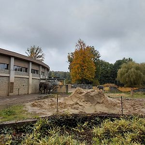 Asian elephant outdoor exhibit