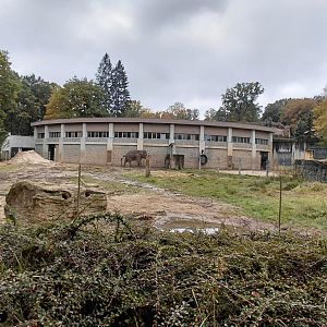 Asian elephant outdoor exhibit