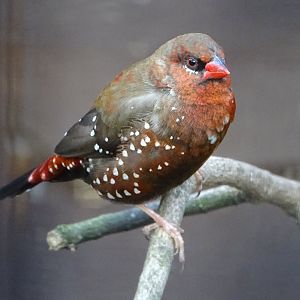 Strawberry Finch, 6th October 2025