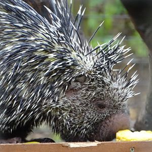 Brazilian Tree Porcupine, 8th October 2025