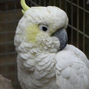 Lesser Sulphur-crested Cockatoo, 8th October 2025