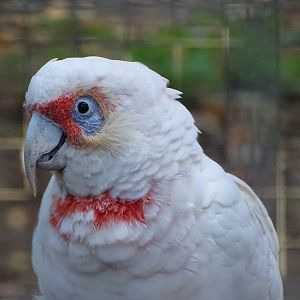 Long-billed Corella, 8th October 2025