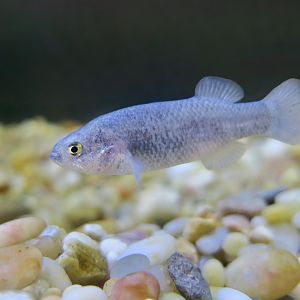 Pahrump Poolfish (Empetrichthys latos latos)