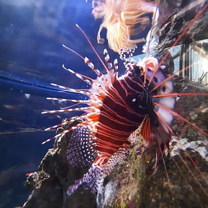 Lionfish