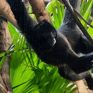 Robust Black Spider Monkey