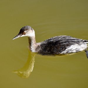 Eared Grebe (Podiceps nigricollis californicus)