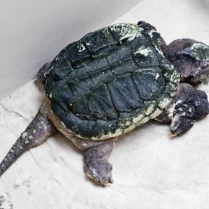 Alligator Snapping Turtle (Macrochelys temminckii) October 11, 2025