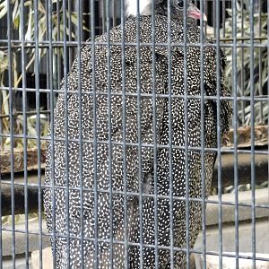 Crested Argus (Rheinardia ocellata ocellata) October 11, 2025