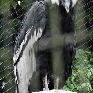 Andean Condor (Vultur gryphus) October 11, 2025