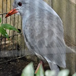 Kagu (Rhynochetos jubatus) October 11, 2025