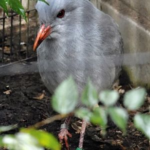 Kagu (Rhynochetos jubatus) October 11, 2025