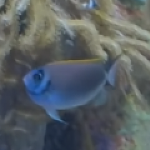 Genicanthus semifasciatus?