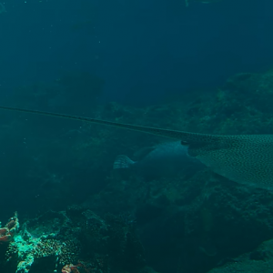 Himantura australis?