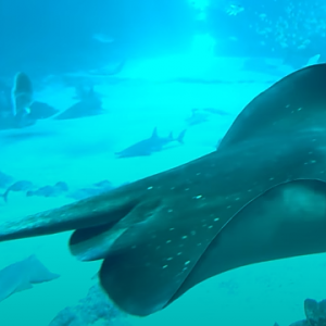 Stingray (Bathytoshia brevicaudata?)