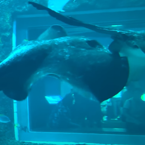 Urogymnus granulatus?