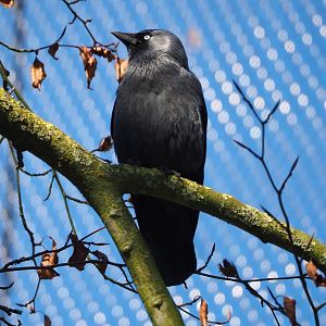 Wild western jackdaw (Coloeus monedula) in the vulture aviary, 2024-03-04