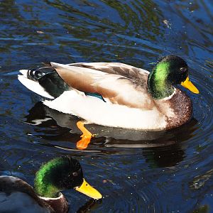 Wild Mallard drake (Anas platyrhynchos), 2024-03-04