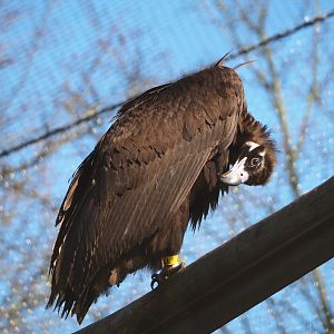 Cinereous vulture (Aegypius monachus), 2024-03-04