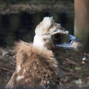 Cinereous vulture (Aegypius monachus), 2024-03-04