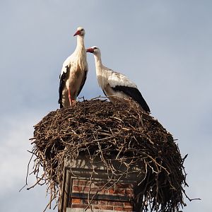 European white stork (Ciconia ciconia) nest on the roof of the 1780 manor house, 2024-03-04