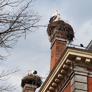 European white stork (Ciconia ciconia) nests on the roof of the 1780 manor house, 2024-03-04