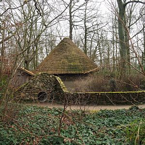 Domestic guinea pig exhibit with entrance to tunnel for kids, 2024-03-04