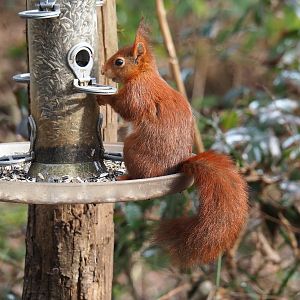 Wild Eurasian red squirrel (Sciurus vulgaris), 2024-03-04